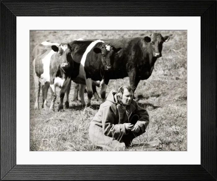 Framed Print : Animals - Cows - April 1971 Ray Goodwin with Head Phones making a recording in Framed Print : Animals - Cows - April 1971 Ray Goodwin with Head Phones making a recording in