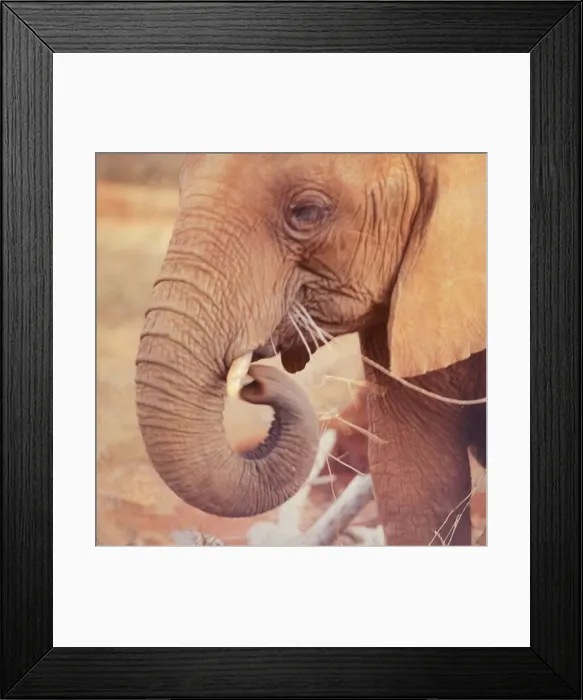Framed Print : Elephant in the Tsavo National Park, Kenya, Africa. September 1965 A©Mirrorpix Framed Print : Elephant in the Tsavo National Park, Kenya, Africa. September 1965 A©Mirrorpix