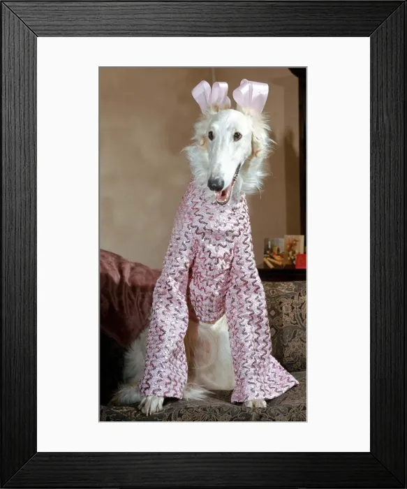 Framed Print : 6 month old elegant Borzoi Gold Dust dressed for Christmas party in pink sequin shimmer Framed Print : 6 month old elegant Borzoi Gold Dust dressed for Christmas party in pink sequin shimmer