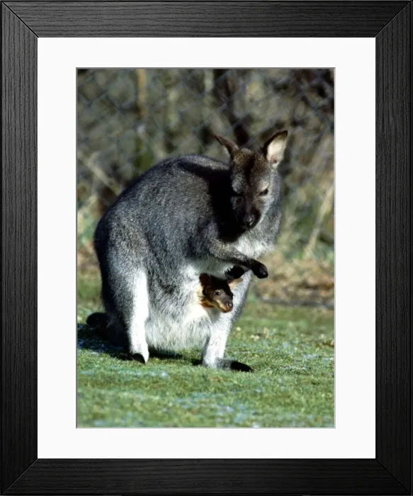 Framed Print : 12 week old Wallaby and its mother at Calderpark Zoo, Glasgow February 1983 Framed Print : 12 week old Wallaby and its mother at Calderpark Zoo, Glasgow February 1983
