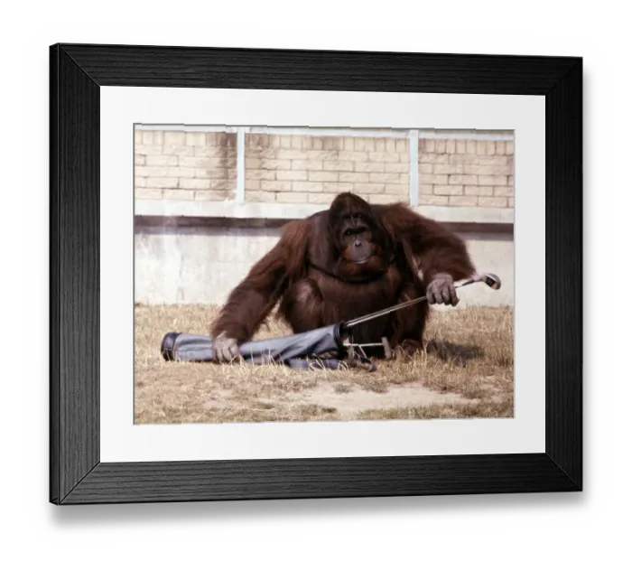 Framed Print : Sabbah the Orang Utan playing with golf clubs at Blackpool Zoo July 1979 A© Framed Print : Sabbah the Orang Utan playing with golf clubs at Blackpool Zoo July 1979 A©