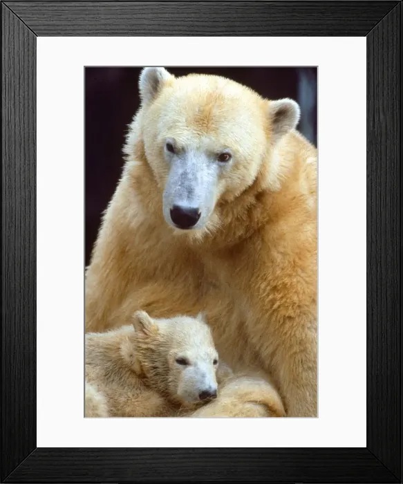 Framed Print : Polar bear and cub April 1989 A©Mirrorpix Framed Print : Polar bear and cub April 1989 A©Mirrorpix