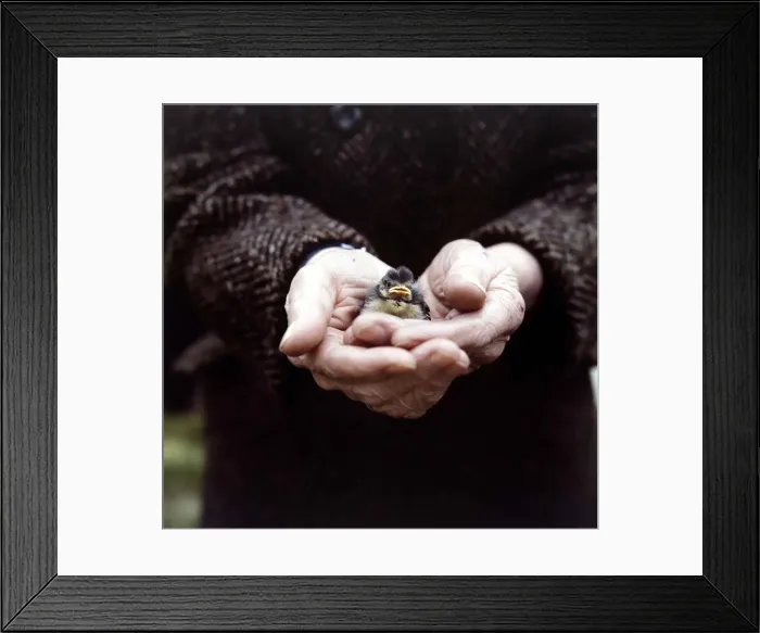 Framed Print : A fledgling Chaffinch held in the palm of the hand June 1971 Framed Print : A fledgling Chaffinch held in the palm of the hand June 1971