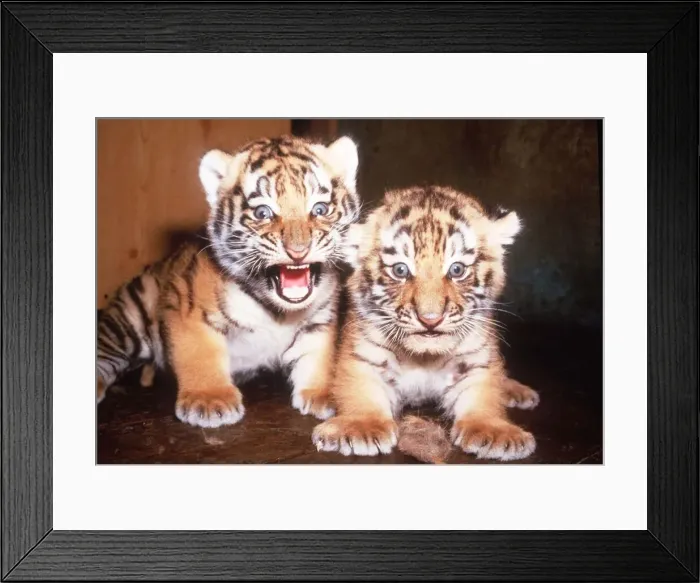 Framed Print : Tiger Tiger. Young Cubs at Marwell Zoo. June 1985