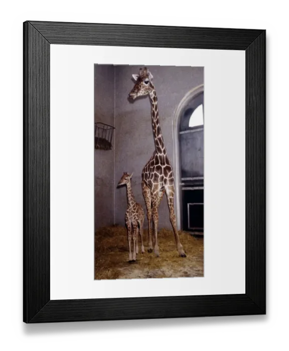 Framed Print : Virginia the giraffe with her new born baby Zara at London Zoo June 1984