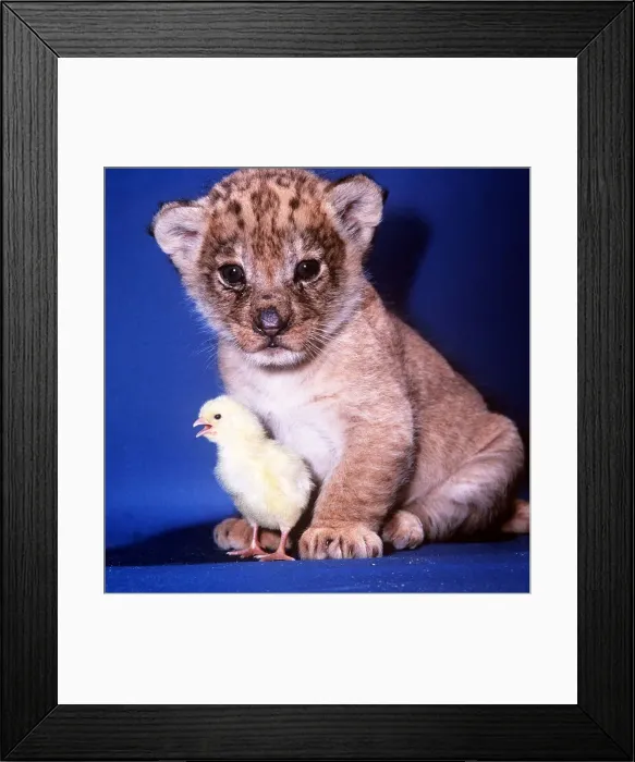 Framed Print : Animals lion cub sits with chick Framed Print : Animals lion cub sits with chick
