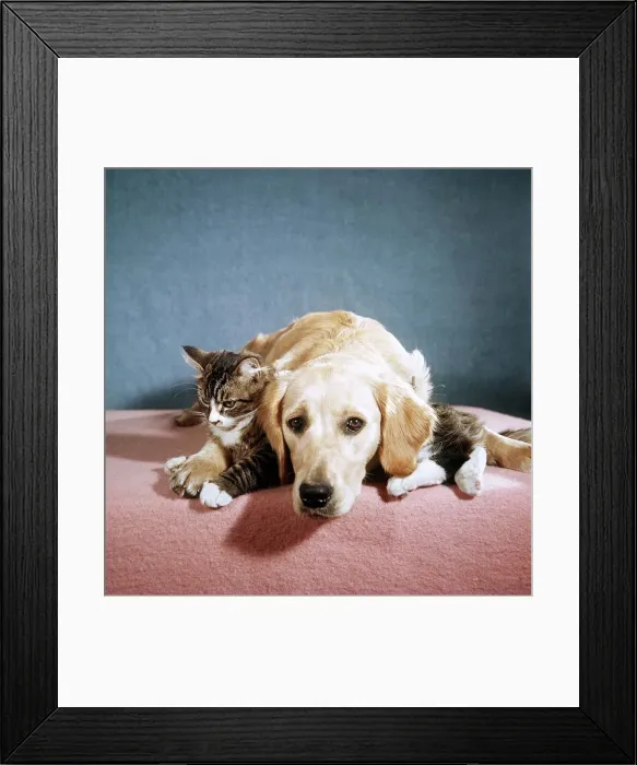 Framed Print : Cat and Dog - March 1962 Framed Print : Cat and Dog - March 1962