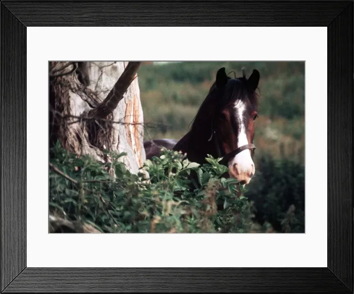 Framed Print : Horse Mare - May 1971 in the woods