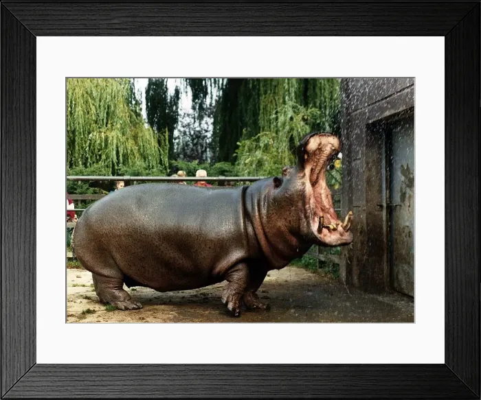 Framed Print : Animals Hippopotamus at Chessington Zoo September 1989