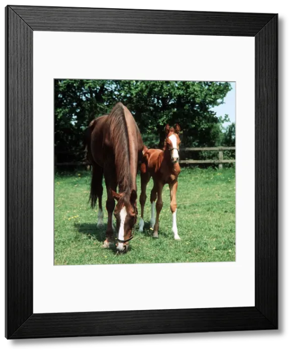 Framed Print : Animals - Horses - Mares and Foals Mare and Foal March 1980 A©Mirrorpix Framed Print : Animals - Horses - Mares and Foals Mare and Foal March 1980 A©Mirrorpix