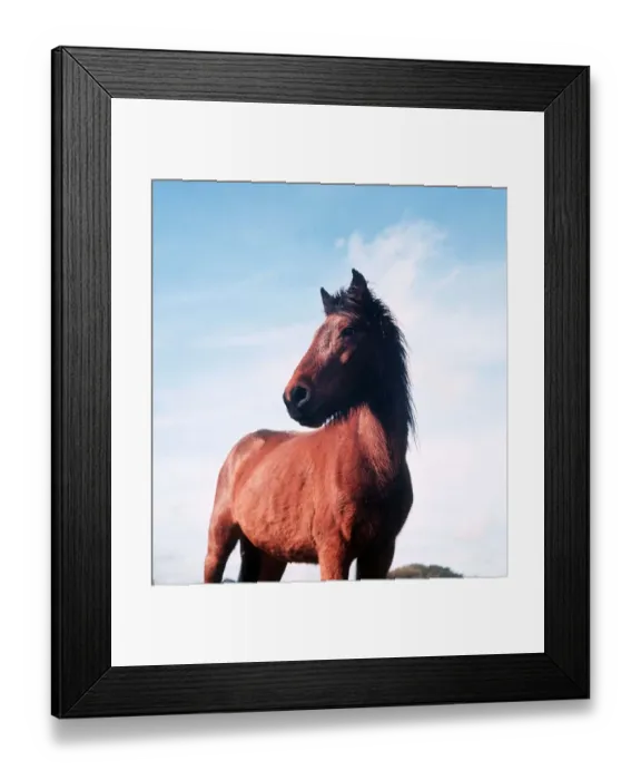 Framed Print : New Forest Ponies - February 1970