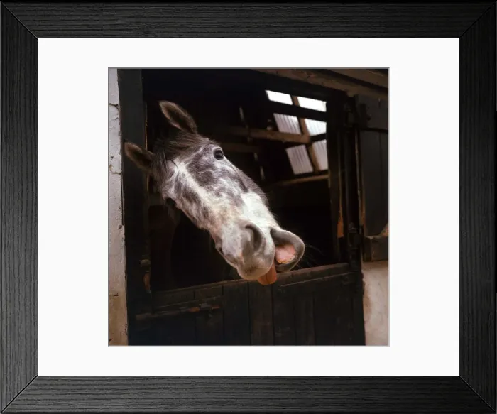 Framed Print : A horse in a stable belonging to Sheila Bridge at her riding school at Dean Dam farm in Framed Print : A horse in a stable belonging to Sheila Bridge at her riding school at Dean Dam farm in