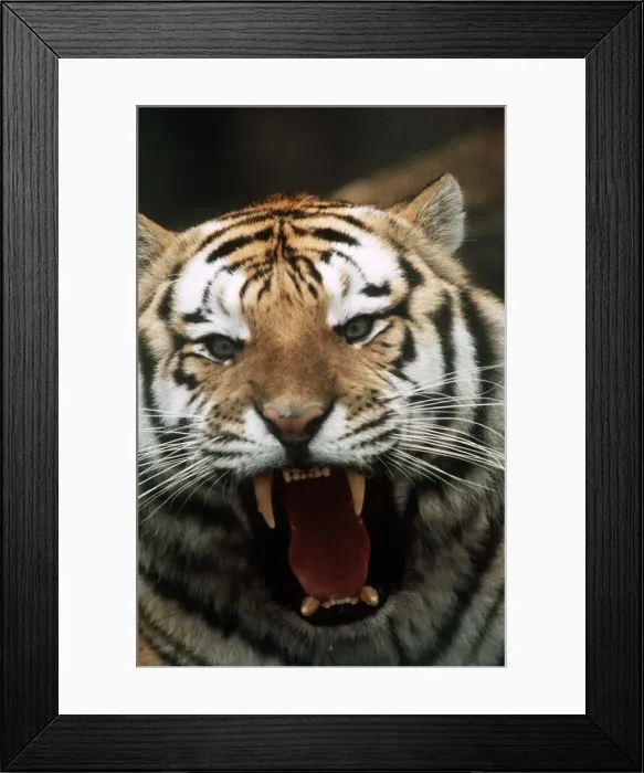 Framed Print : Siberian Tiger at London Zoo - March 1984