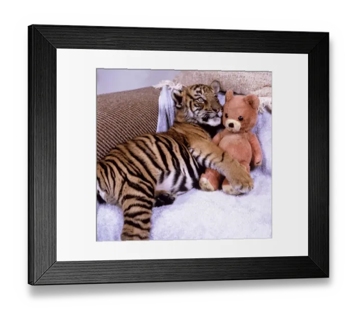 Framed Print : Kalash, the only surviving Indian tiger cub from a litter which the mother had neglected