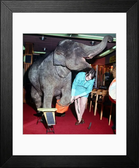 Framed Print : Baby elephant Cindy tries on shoes in a Belfast store December 1969 Framed Print : Baby elephant Cindy tries on shoes in a Belfast store December 1969