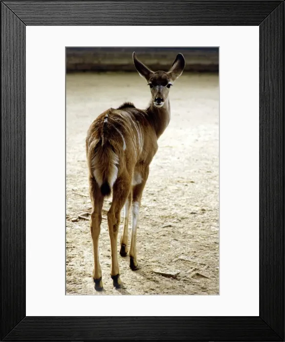 Framed Print : A kudu deer at London Zoo September 1984 Framed Print : A kudu deer at London Zoo September 1984