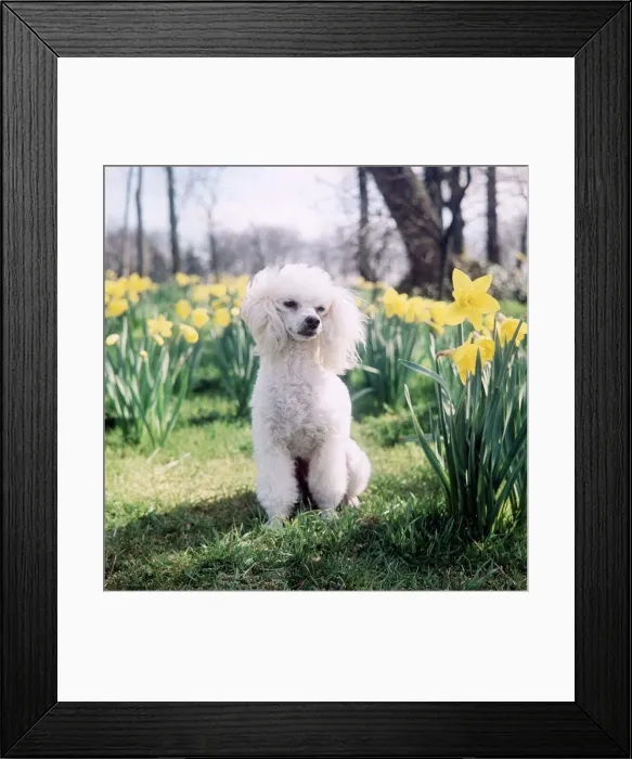 Framed Print : A Poodle sits among Daffodils - April 1968