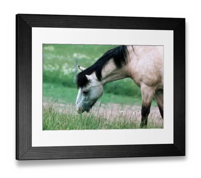 Framed Print : Horses and Ponies in Kent - June 1977 Framed Print : Horses and Ponies in Kent - June 1977