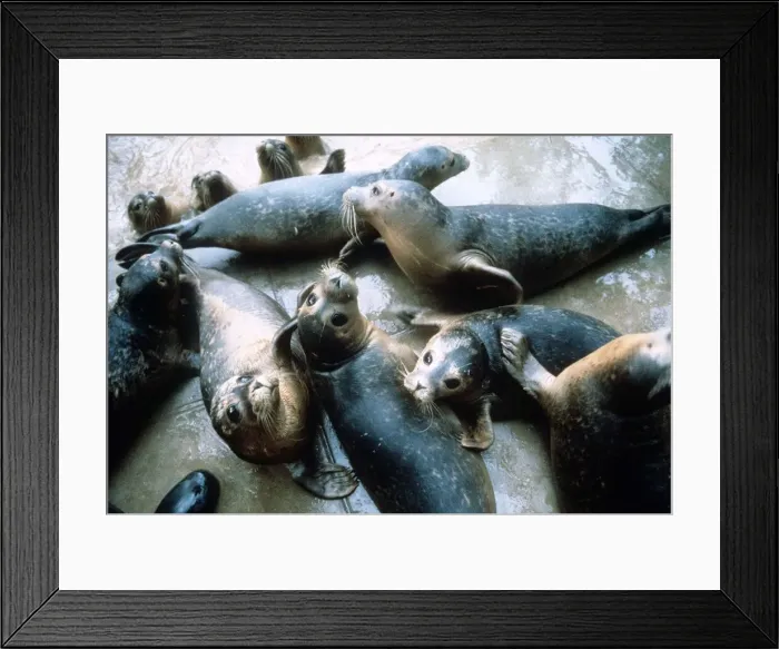 Framed Print : Seals at the Sea sanctuary in Norfolk - November 1987 Framed Print : Seals at the Sea sanctuary in Norfolk - November 1987