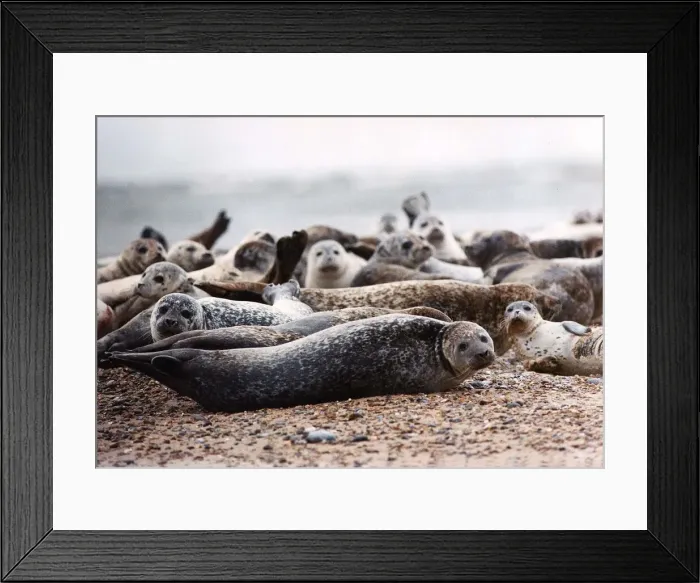 Framed Print : Animals Seals. Seals on the blakney point reserve most of which have distemper Framed Print : Animals Seals. Seals on the blakney point reserve most of which have distemper