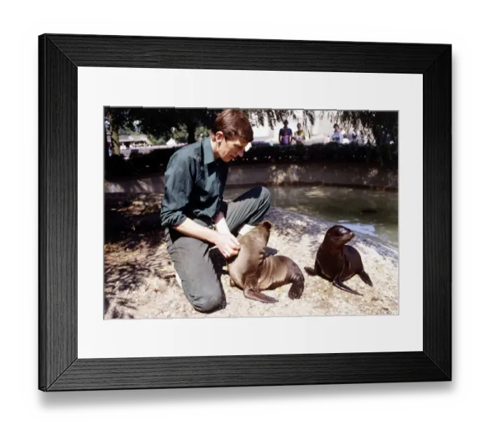Framed Print : Keith Short Zoo Keeper with baby sea lions at London Zoo August 1984 animal