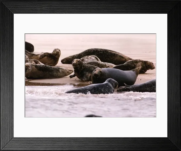 Framed Print : Animals Seals Pollution suffering seals in the dee estuary off the cheshire coast Framed Print : Animals Seals Pollution suffering seals in the dee estuary off the cheshire coast