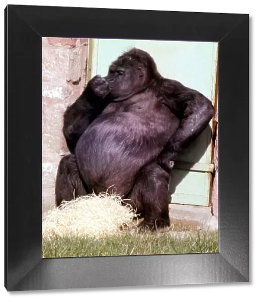 Pregnant mountain Gorilla Noelle at Chester Zoo March 1969 A©Mirrorpix