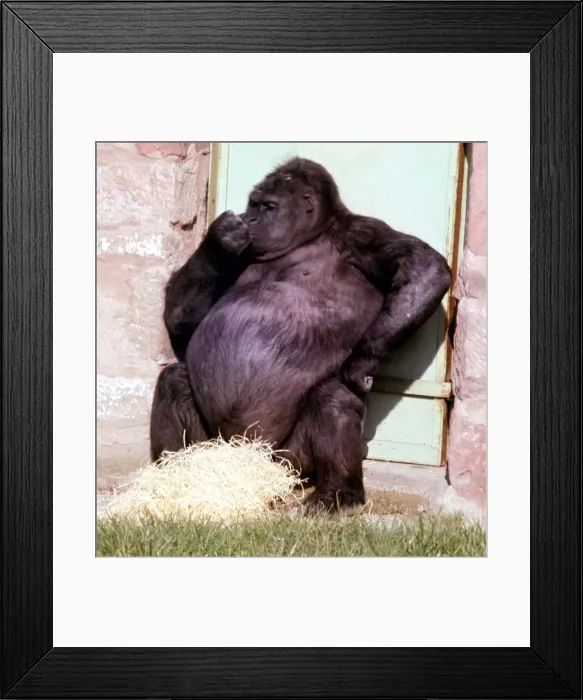 Framed Print : Pregnant mountain Gorilla Noelle at Chester Zoo March 1969 A©Mirrorpix Framed Print : Pregnant mountain Gorilla Noelle at Chester Zoo March 1969 A©Mirrorpix