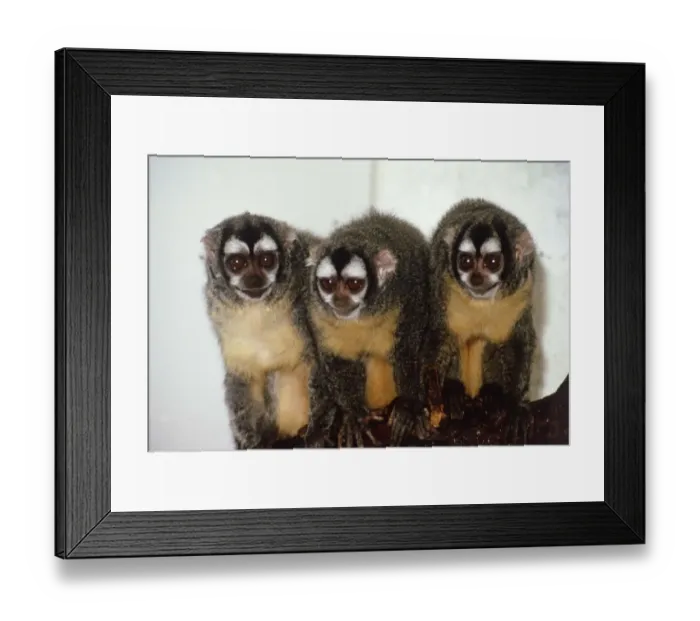 Framed Print : Douricouli monkeys Dulcy, Douglas and Delinquent at the Kilverstone Wildlife Park in Framed Print : Douricouli monkeys Dulcy, Douglas and Delinquent at the Kilverstone Wildlife Park in