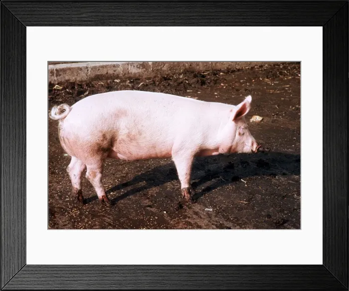 Framed Print : Pig - June 1974 Framed Print : Pig - June 1974