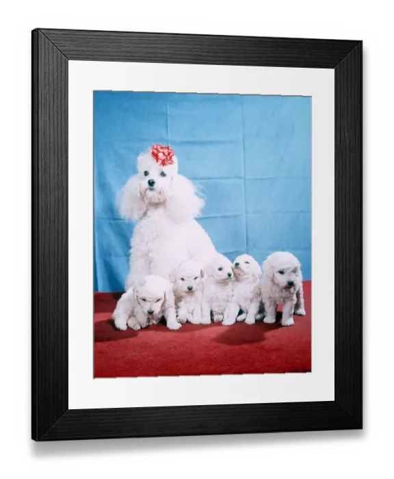 Framed Print : GiGi the Poodle - February 1965 with her five puppies Framed Print : GiGi the Poodle - February 1965 with her five puppies