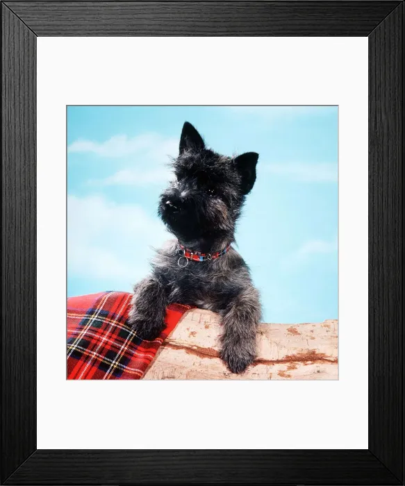 Framed Print : Animals - Dogs - Puppies March 1980 A©Mirrorpix Framed Print : Animals - Dogs - Puppies March 1980 A©Mirrorpix