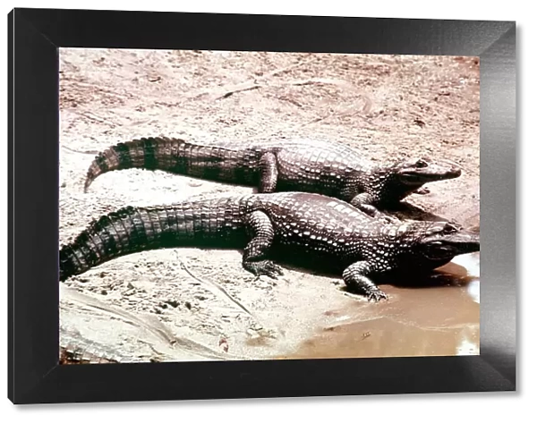 Animals Amazon Caimen Crocodile March 1975 Caiman Species
