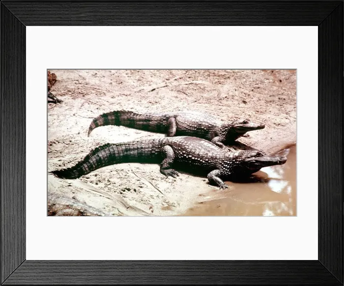 Framed Print : Animals Amazon Caimen Crocodile March 1975 Caiman Species