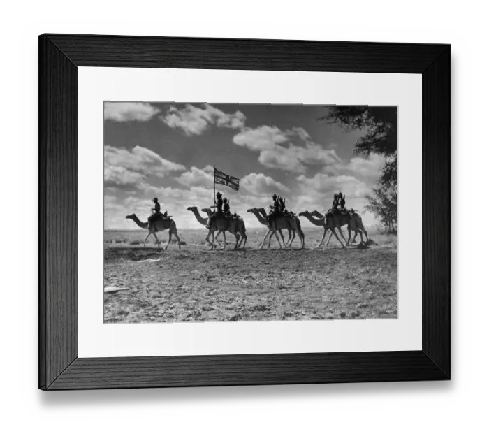 Framed Print : The Camel Corps of the Kings African Rifles October 1945 The Union Framed Print : The Camel Corps of the Kings African Rifles October 1945 The Union