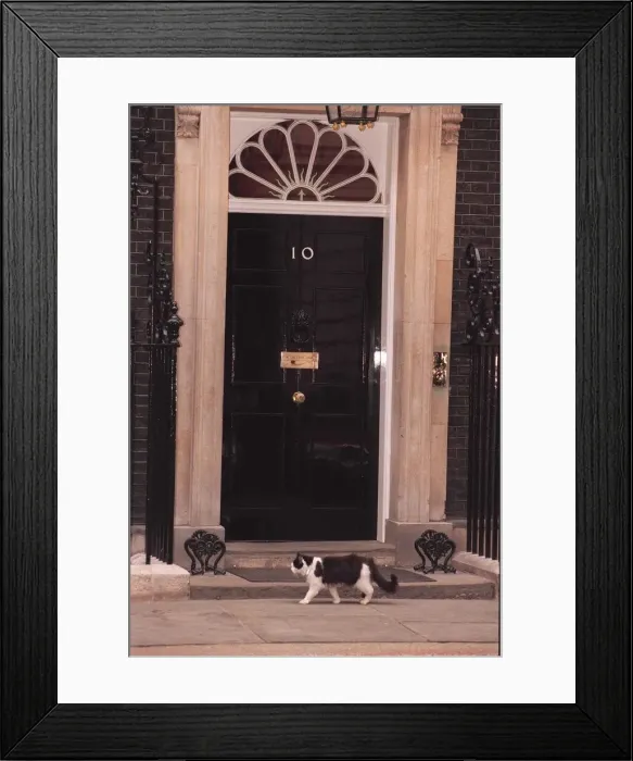 Framed Print : Humphrey the Downing street cat March 1996