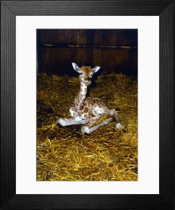 Framed Print : One day old baby Giraffe at Longleat Safari park One of first surviving giraffe Framed Print : One day old baby Giraffe at Longleat Safari park One of first surviving giraffe