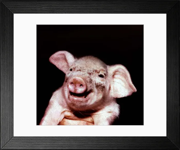 Framed Print : Animals - Pigs Piglett - may 1969 Framed Print : Animals - Pigs Piglett - may 1969