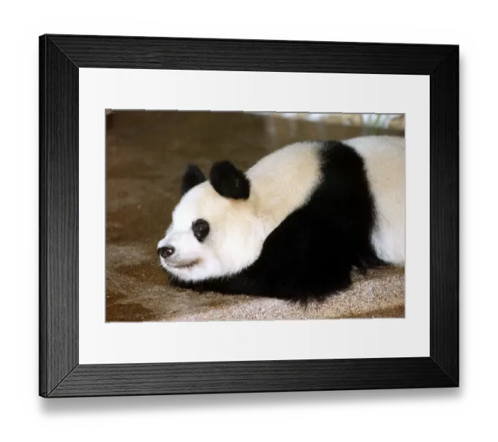 Framed Print : Animals Pandas Ming Ming the giant Panda at Regents Park London Zoo October 1991 Framed Print : Animals Pandas Ming Ming the giant Panda at Regents Park London Zoo October 1991