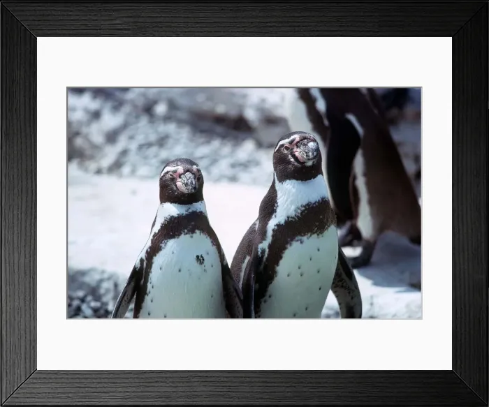 Framed Print : Humboldt Penguins - June 1976 Framed Print : Humboldt Penguins - June 1976