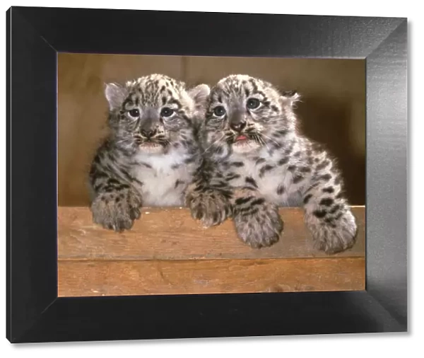 Twin baby Snow Leopard cubs Eva and Becker Marwell Zoo