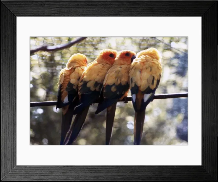 Framed Print : Birds - Love Bird - August 1979 01 / 08 / 1979 Framed Print : Birds - Love Bird - August 1979 01 / 08 / 1979