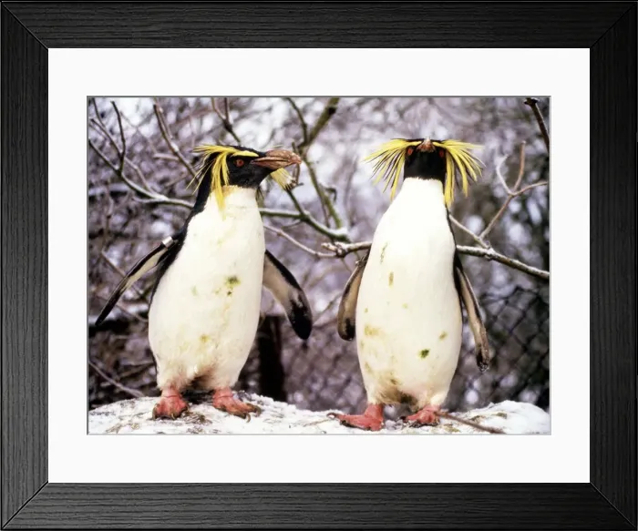 Framed Print : Rockhopper penguins at Whipsnade Zoo January 1987 A©Mirrorpix Framed Print : Rockhopper penguins at Whipsnade Zoo January 1987 A©Mirrorpix