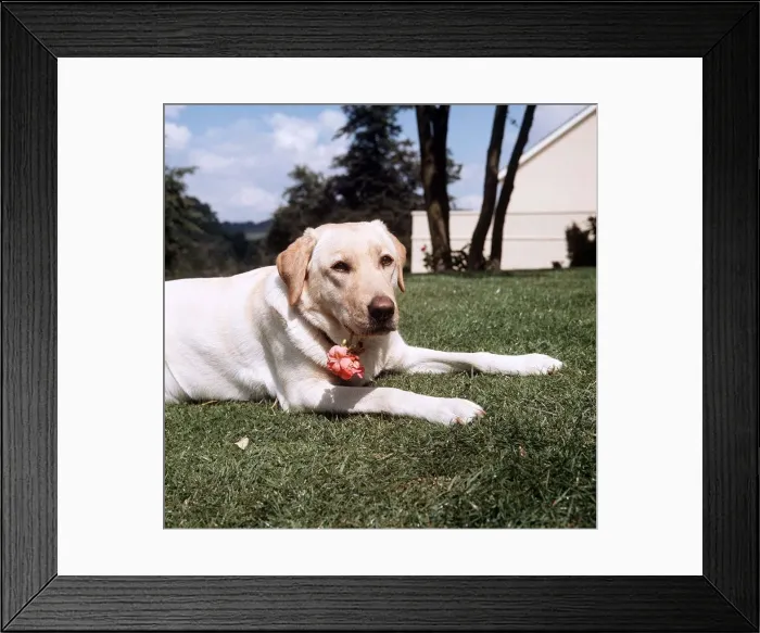 Framed Print : Cleopatra the 18 month old Golden Labrador - August 1965 Framed Print : Cleopatra the 18 month old Golden Labrador - August 1965