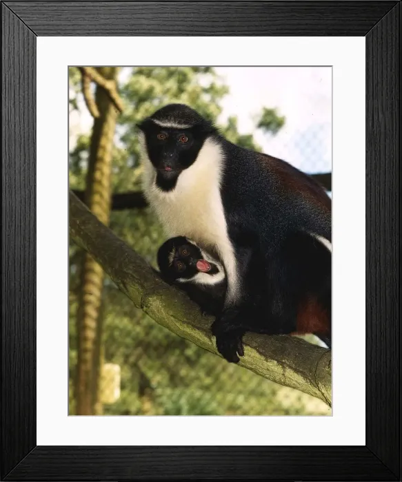 Framed Print : Animals Dianna Monkeys July 1988 Framed Print : Animals Dianna Monkeys July 1988