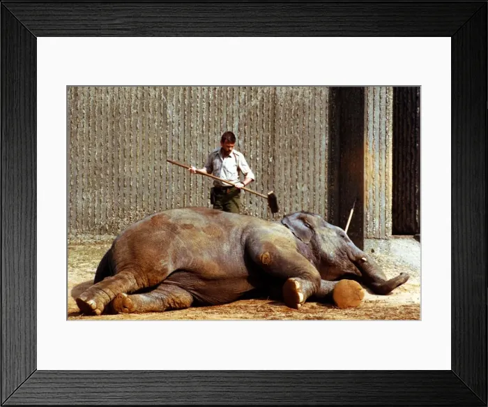 Framed Print : Animals - Elephants Elephant being brushed down as he takes a nap March 1989 Framed Print : Animals - Elephants Elephant being brushed down as he takes a nap March 1989
