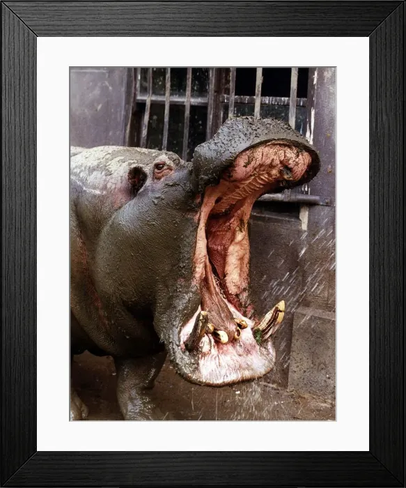 Framed Print : Animals Hippopotamus with mouth open September 1989