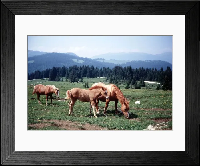 Framed Print : Horses in Field - May 1975 Framed Print : Horses in Field - May 1975