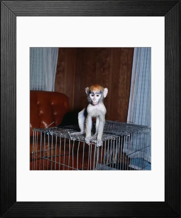 Framed Print : Monkeys March 1977 Monkey Pinnochio standing on cage Framed Print : Monkeys March 1977 Monkey Pinnochio standing on cage