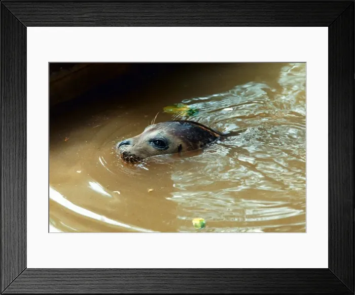 Framed Print : Peeps the seal has recovered from a killer virus at the Norfolk Rescue Centre Framed Print : Peeps the seal has recovered from a killer virus at the Norfolk Rescue Centre